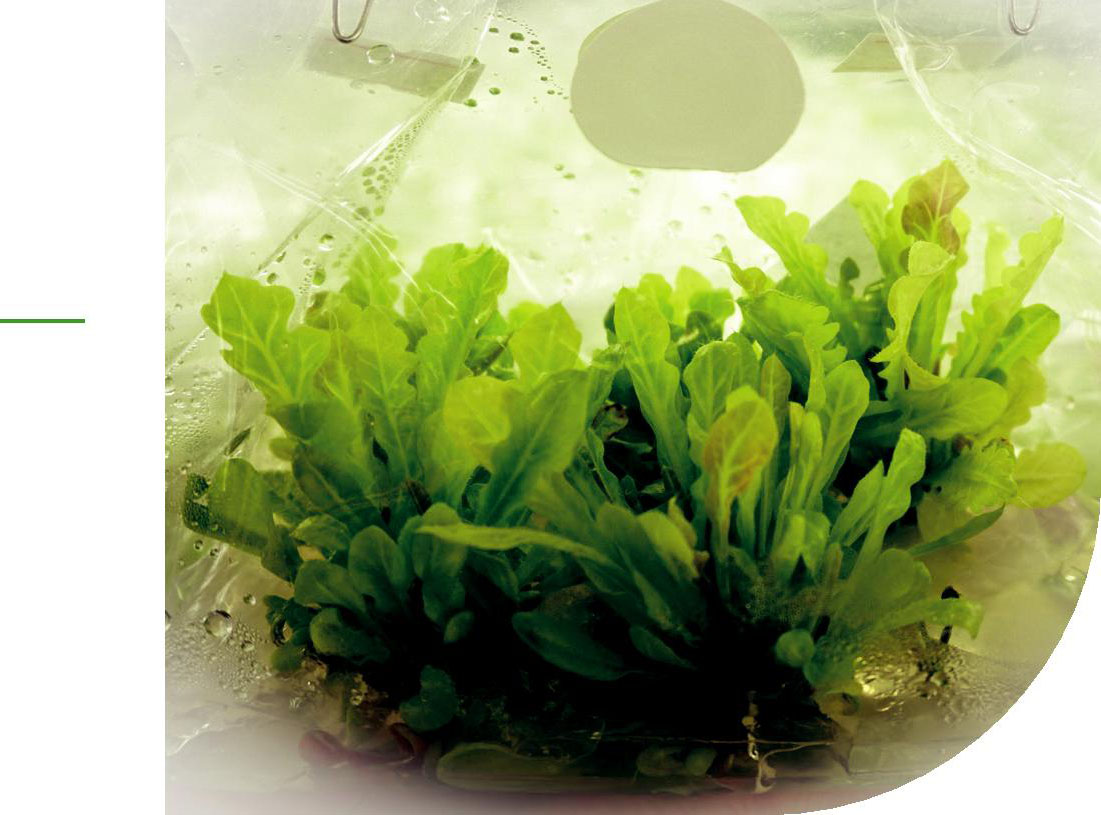 Biotechnology in Vietnam’s Agricultural Sector
