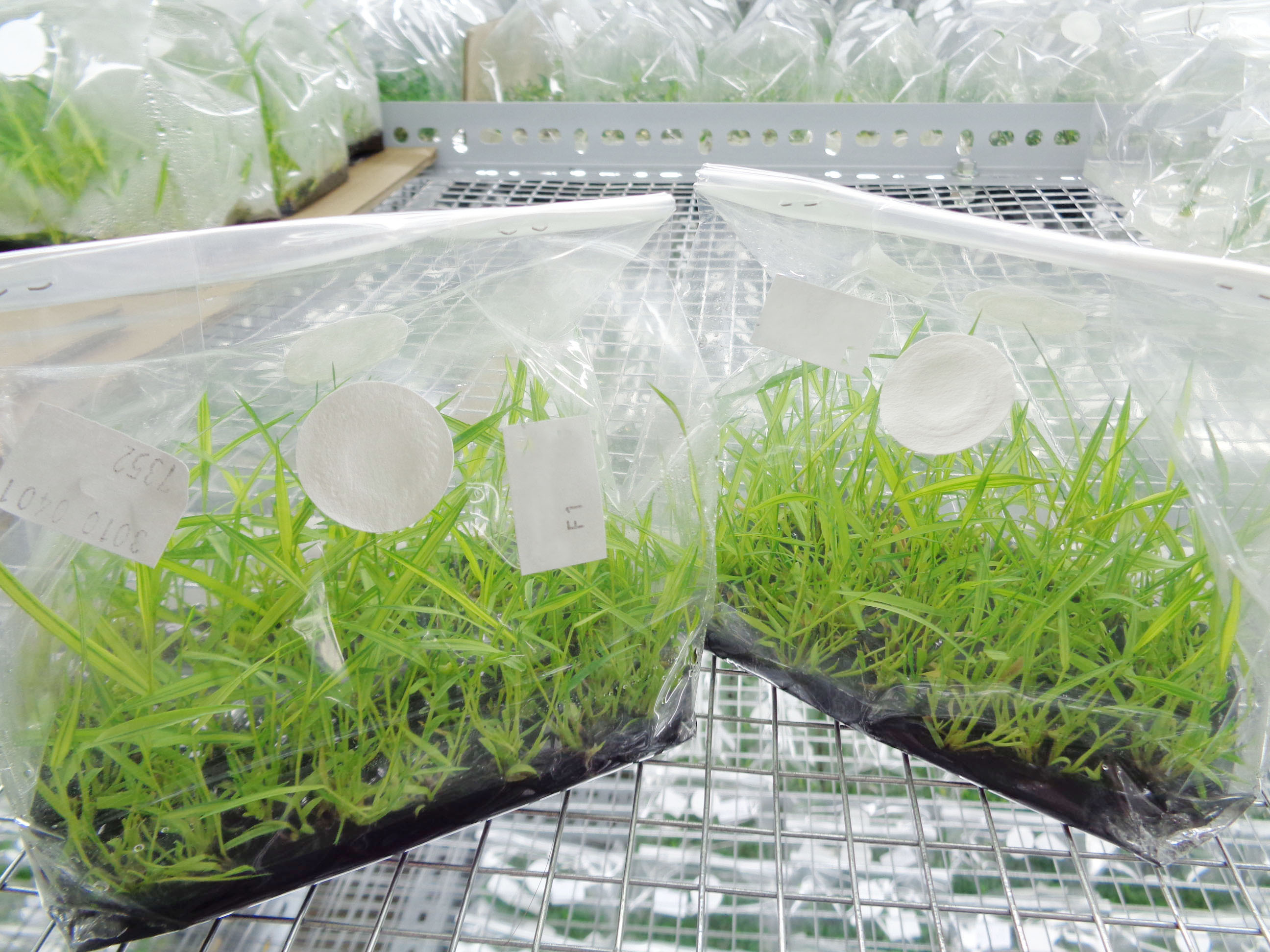 Hakonechloa