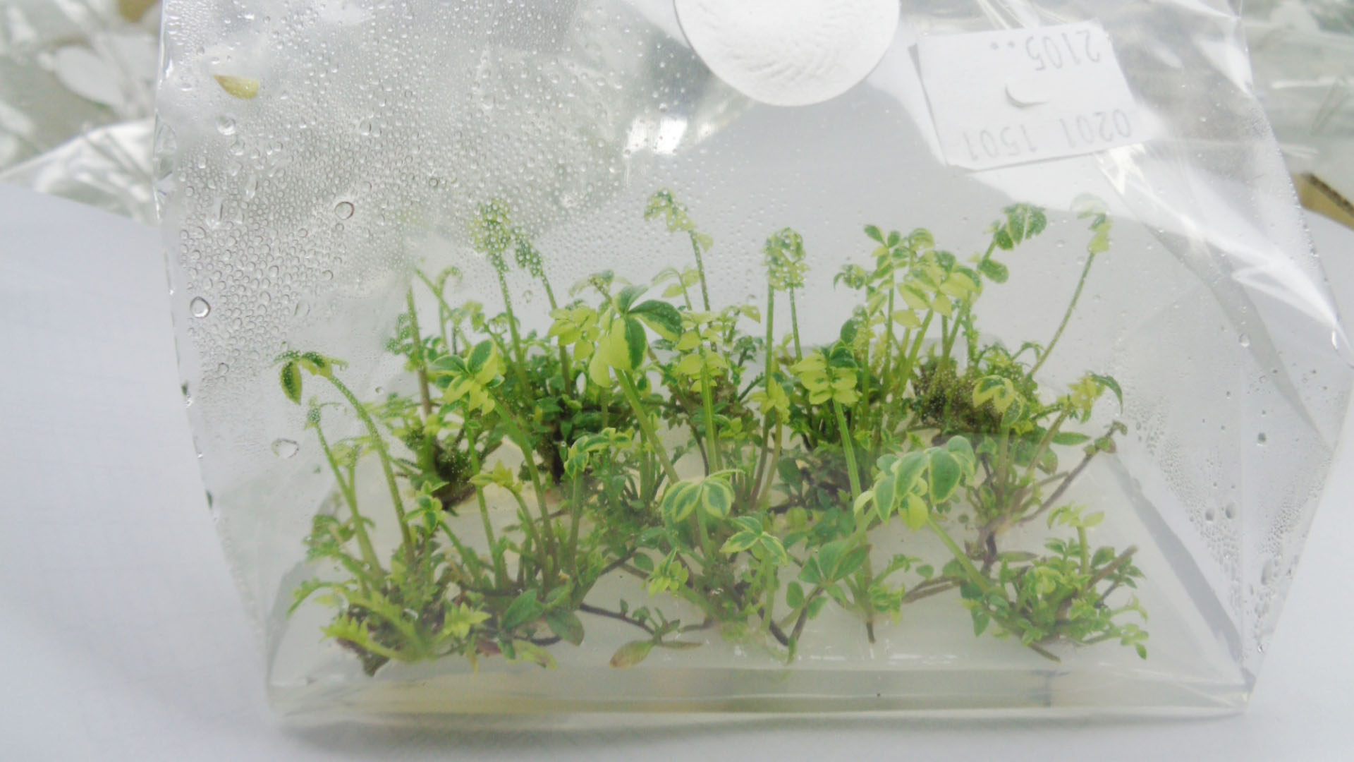 Polemonium