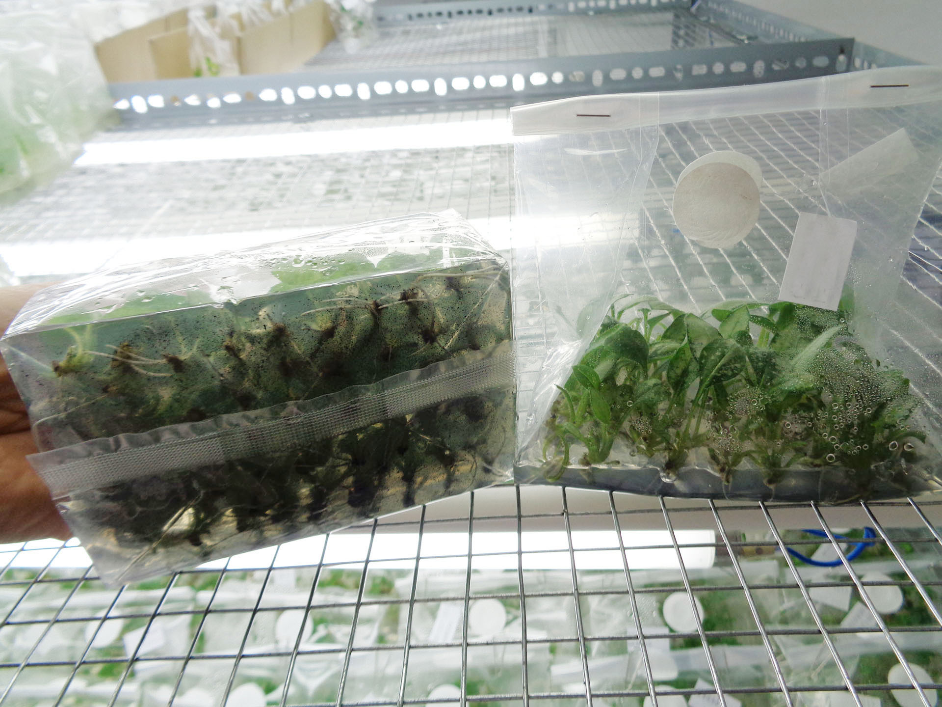 Pulmonaria