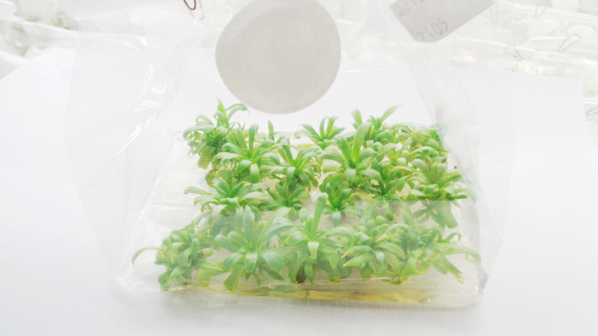 Lewisia