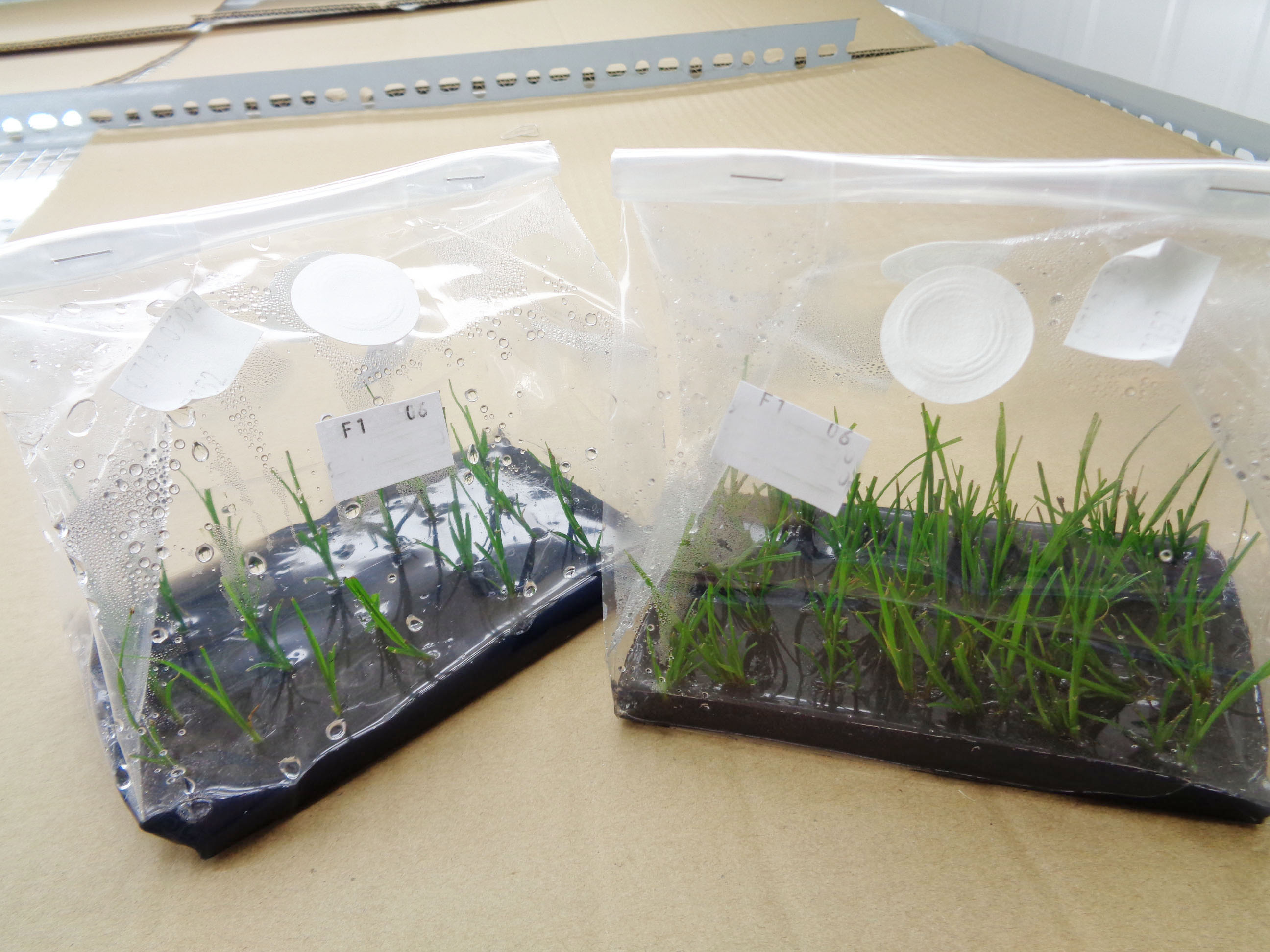 Carex