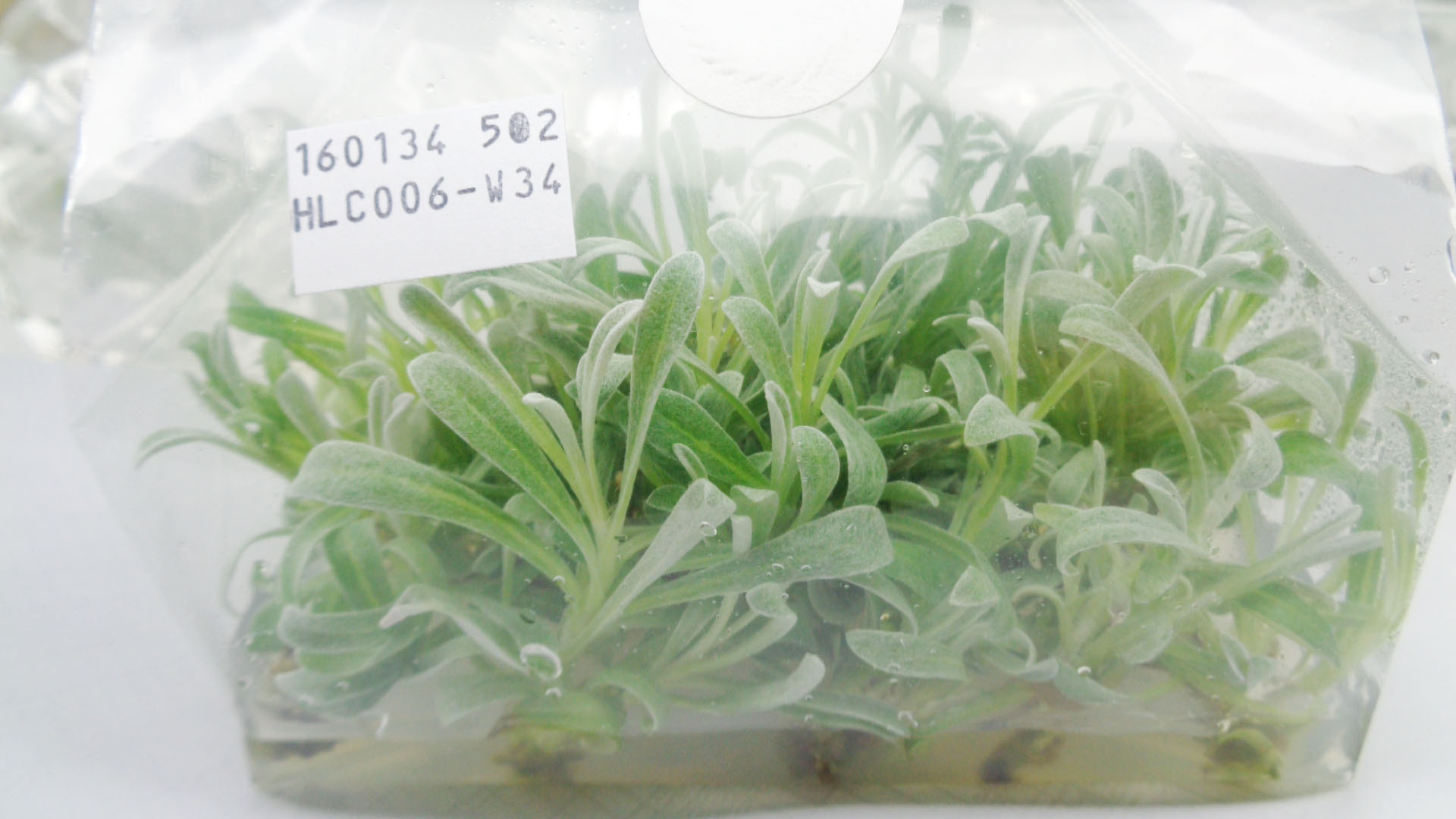 Helichrysum