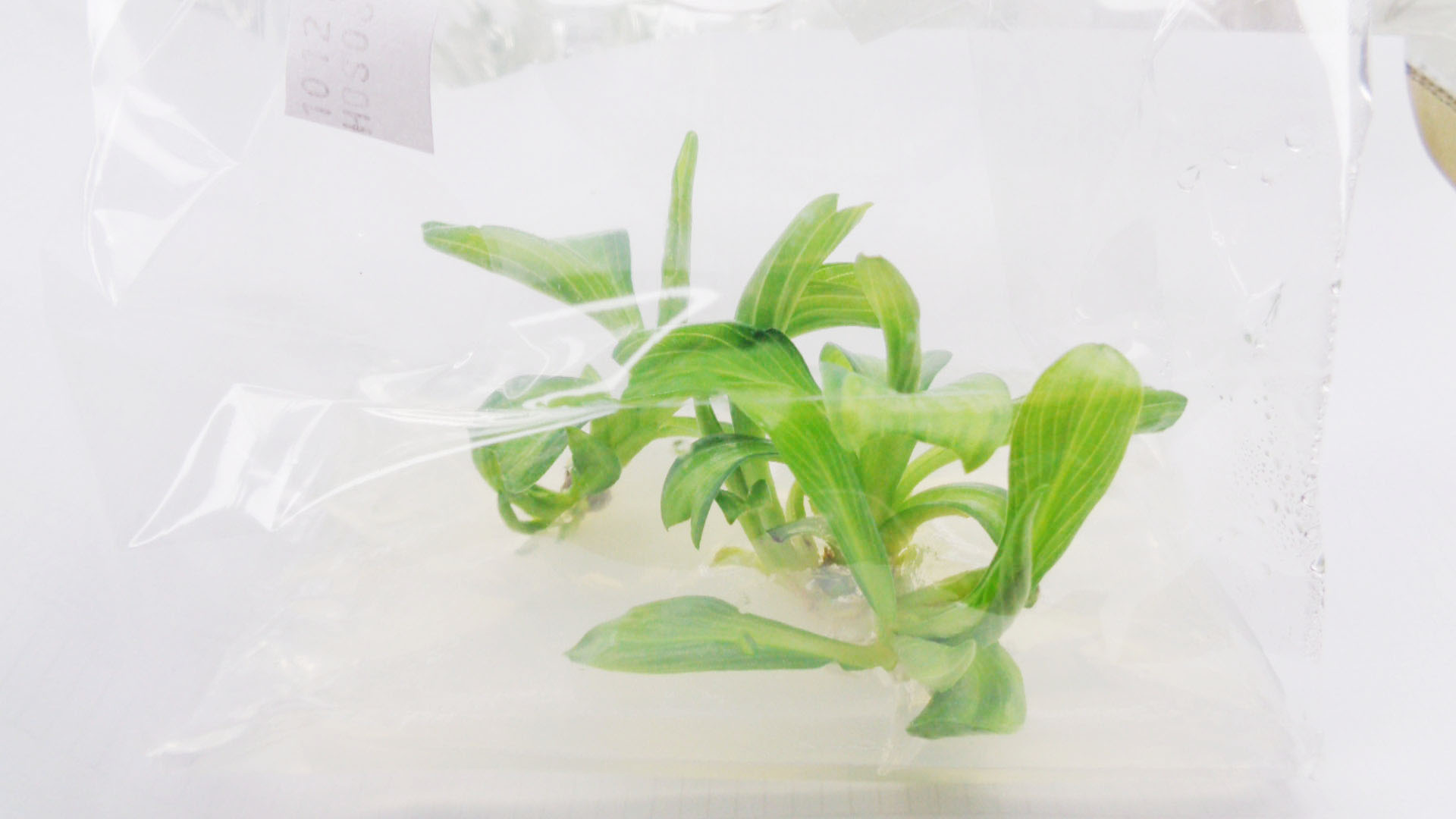 Hosta
