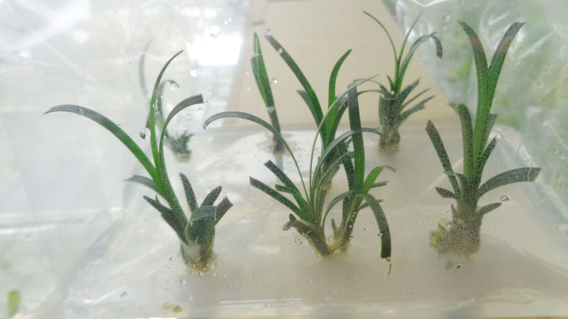 Ophiopogon