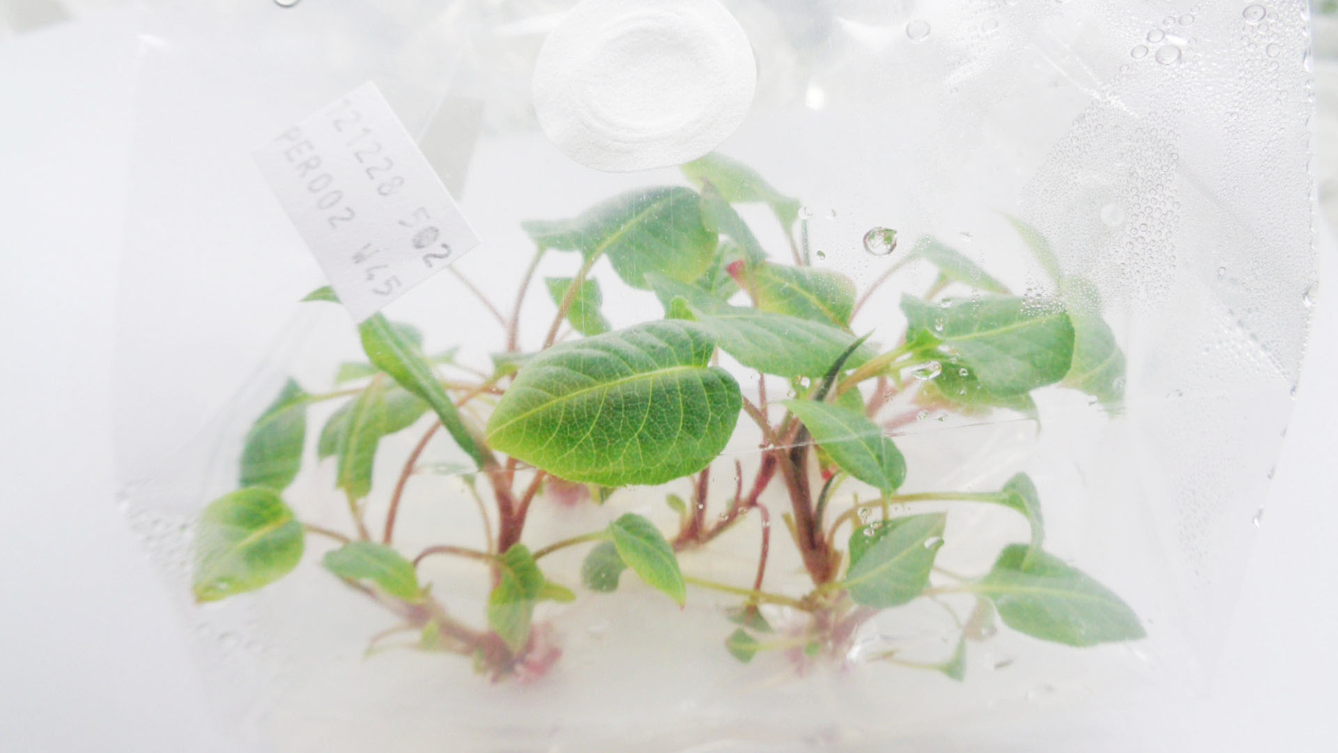 Persicaria
