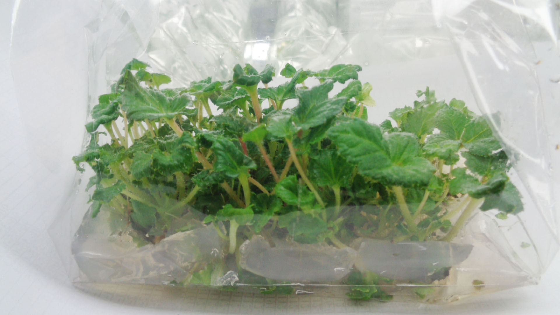 Rodgersia