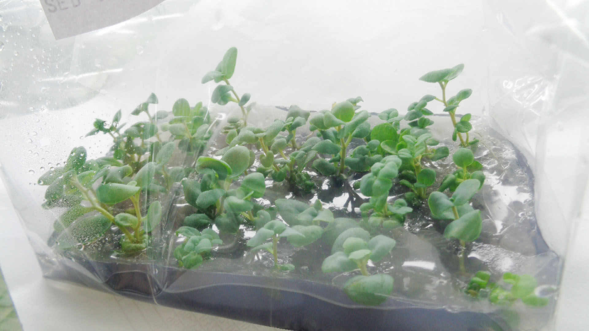 Sedum